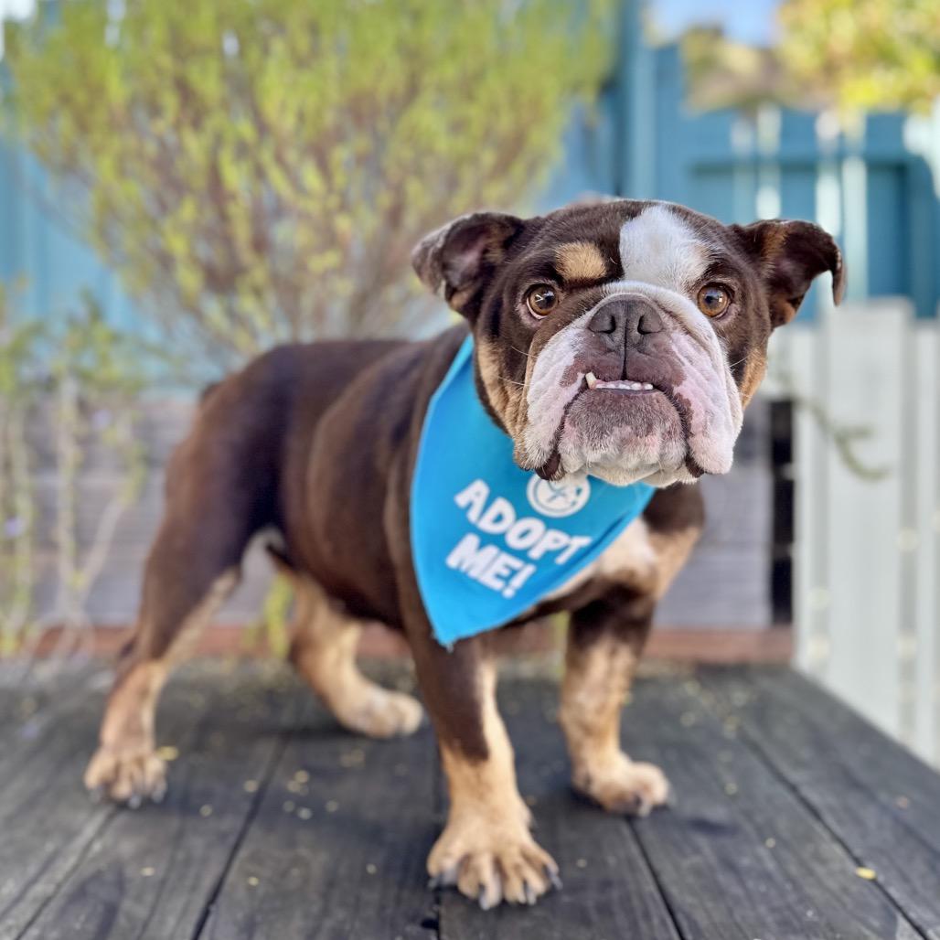 Marigold, a Adoptable English Bulldog in Pacific Grove, CA image 6/6