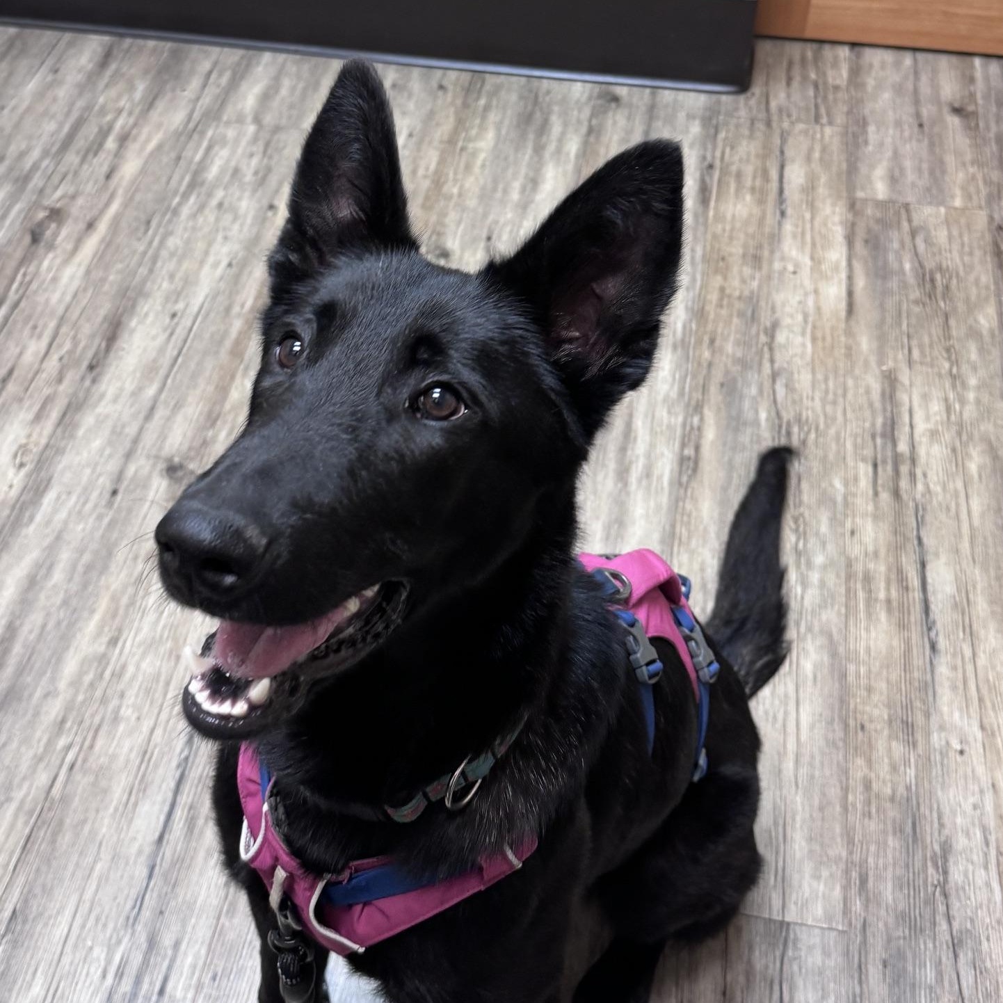 Enlarge Merry, a Adoptable mixed breed in Snoqualmie, WA image 3/5