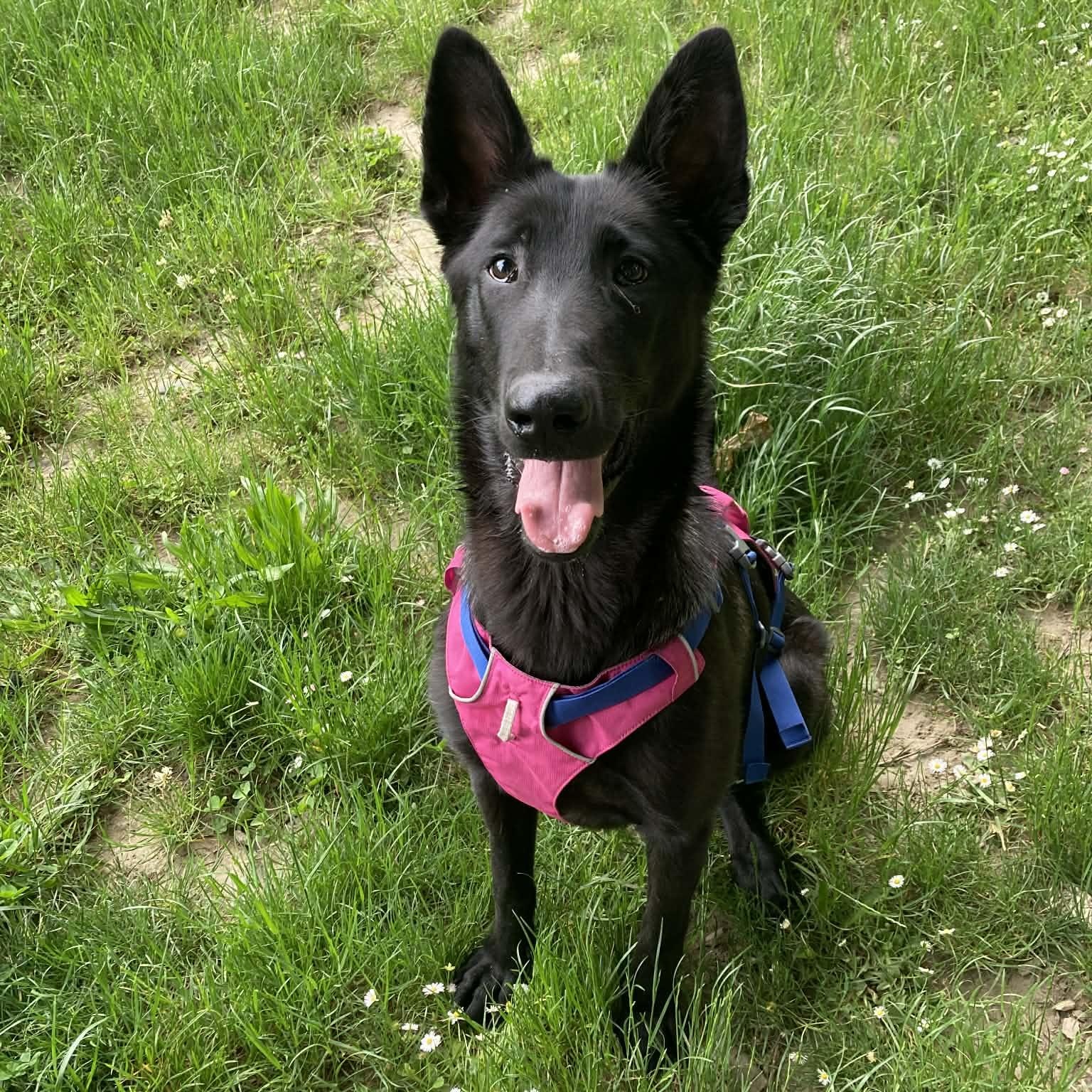 Enlarge Merry, a Adoptable mixed breed in Snoqualmie, WA image 2/5