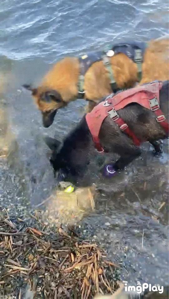 Enlarge Merry, a Adoptable mixed breed in Snoqualmie, WA image 4/5