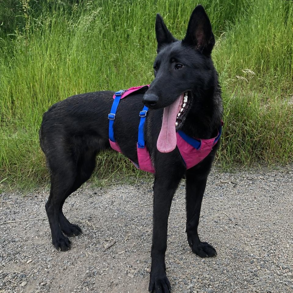 Enlarge Merry, a Adoptable mixed breed in Snoqualmie, WA image 1/5