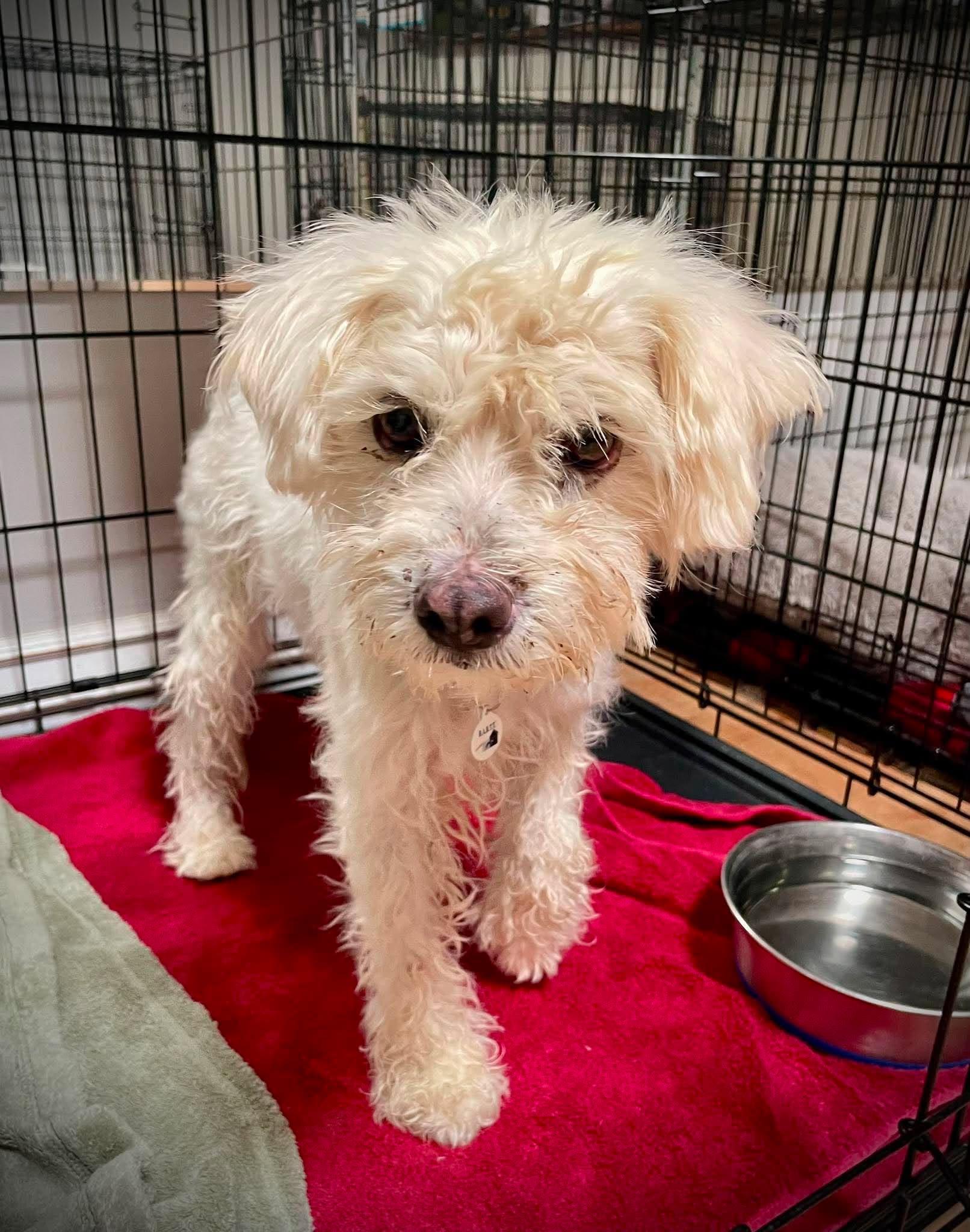 Weave, adopted, Young Female Miniature Poodle.