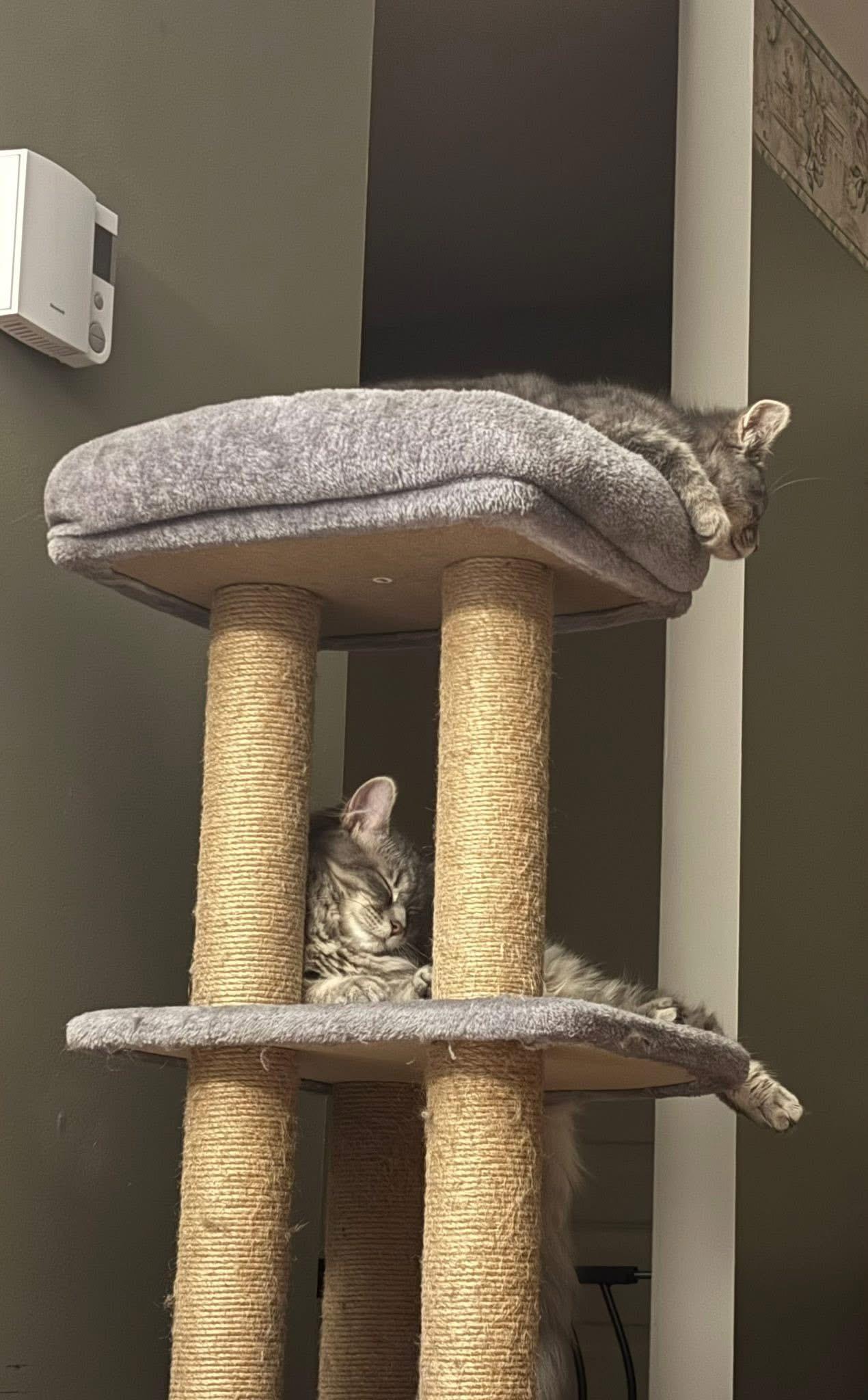 Zen, a ADOPTABLE Domestic Short Hair in Cornwall, ON image 6/6