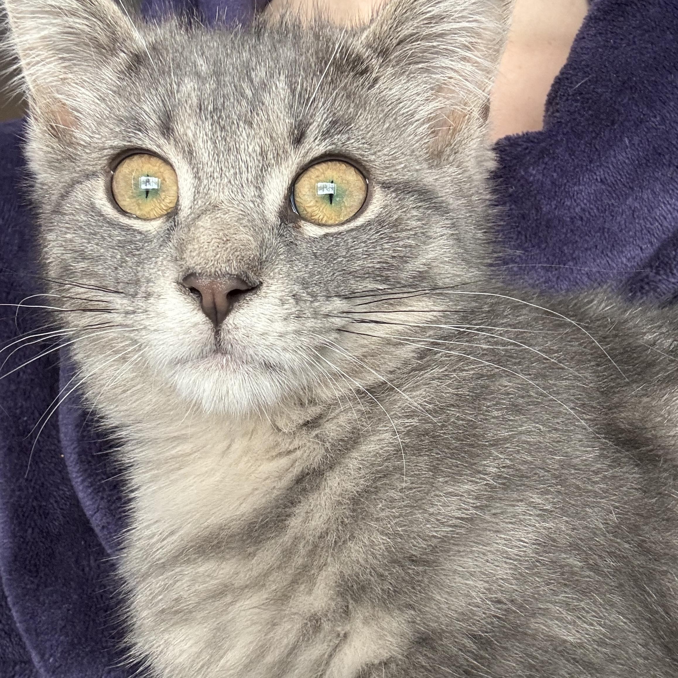 Zen, a ADOPTABLE Domestic Short Hair in Cornwall, ON image 3/6