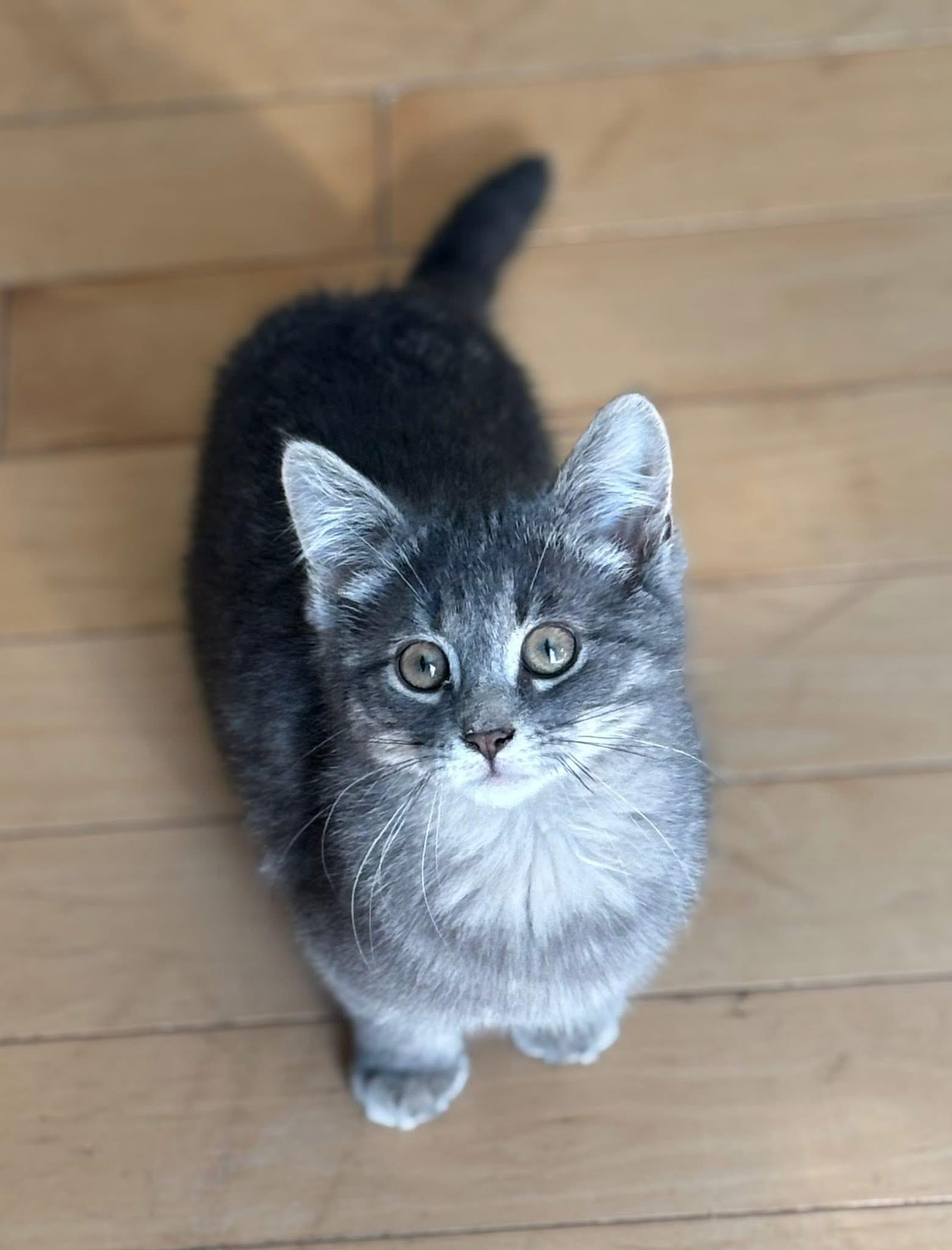 Zen, a ADOPTABLE Domestic Short Hair in Cornwall, ON image 1/6