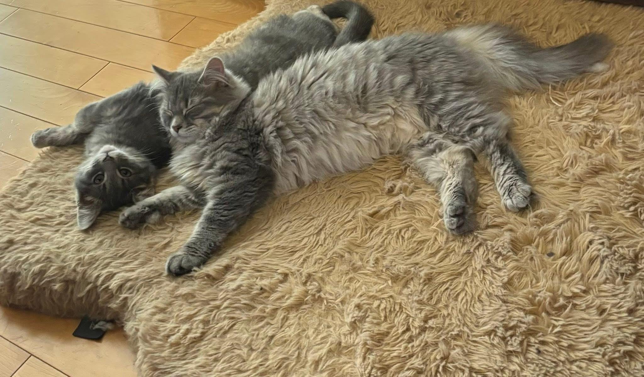 Zen, a ADOPTABLE Domestic Short Hair in Cornwall, ON image 4/6