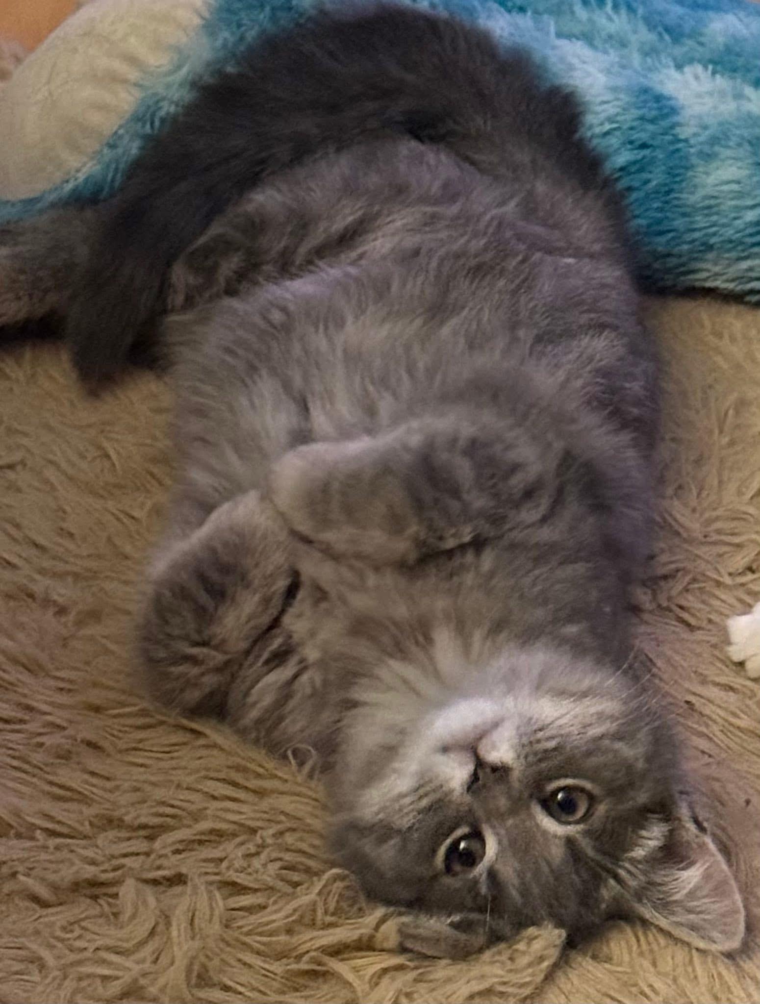 Zen, a ADOPTABLE Domestic Short Hair in Cornwall, ON image 2/6