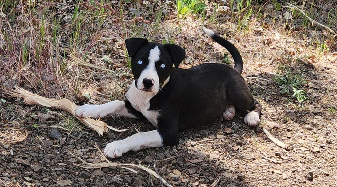 Enlarge Cristal, a ADOPTABLE mixed breed in Goldendale, WA image 1/1