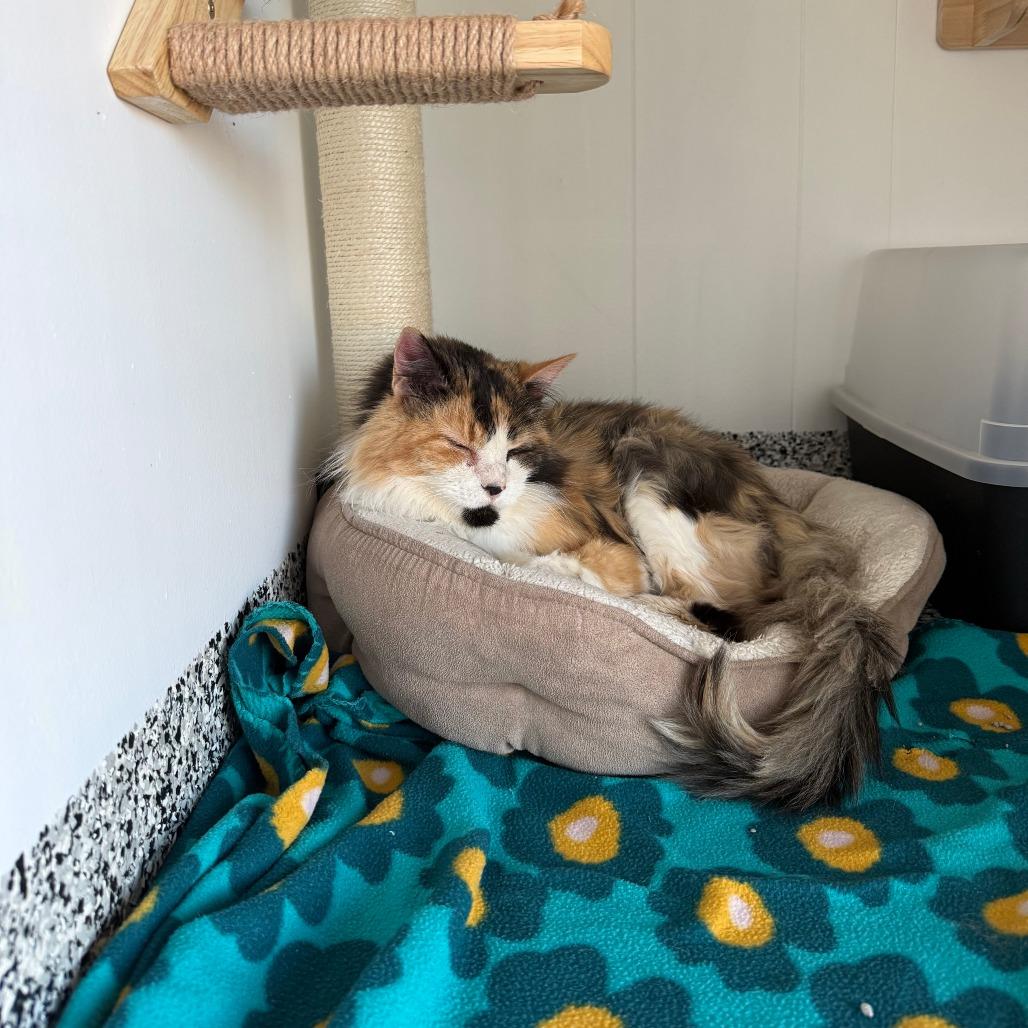 Bubbles, Adoptable, Senior Female Domestic Long Hair.