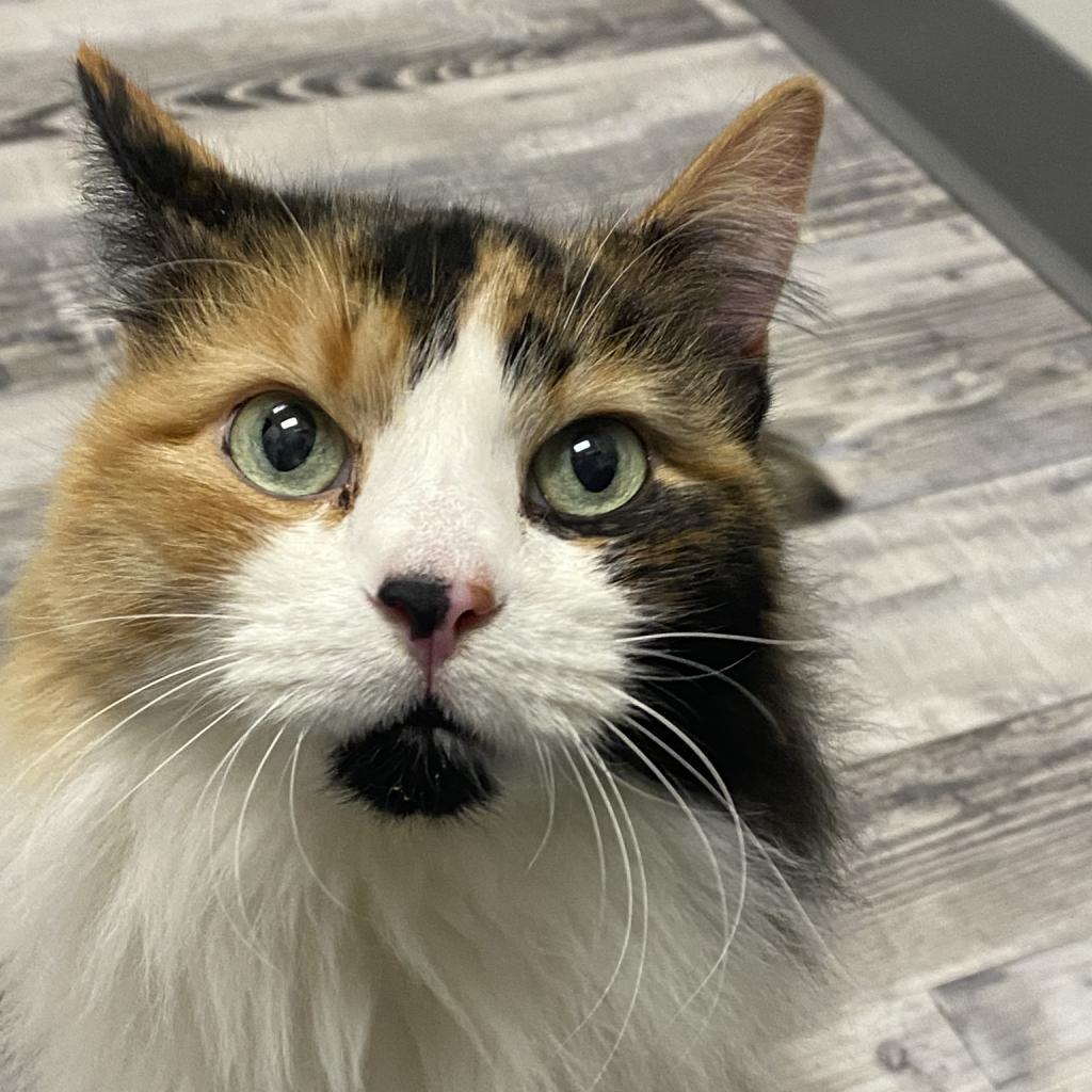 Enlarge Bubbles, a Adoptable Domestic Long Hair in St. Louis, MO image 2/6