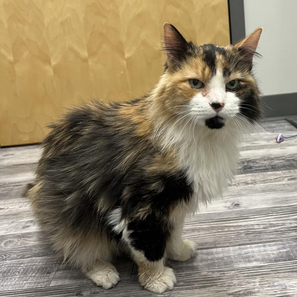 Enlarge Bubbles, a Adoptable Domestic Long Hair in St. Louis, MO image 3/6