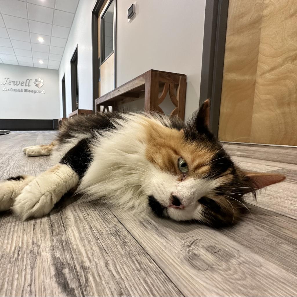 Enlarge Bubbles, a Adoptable Domestic Long Hair in St. Louis, MO image 6/6