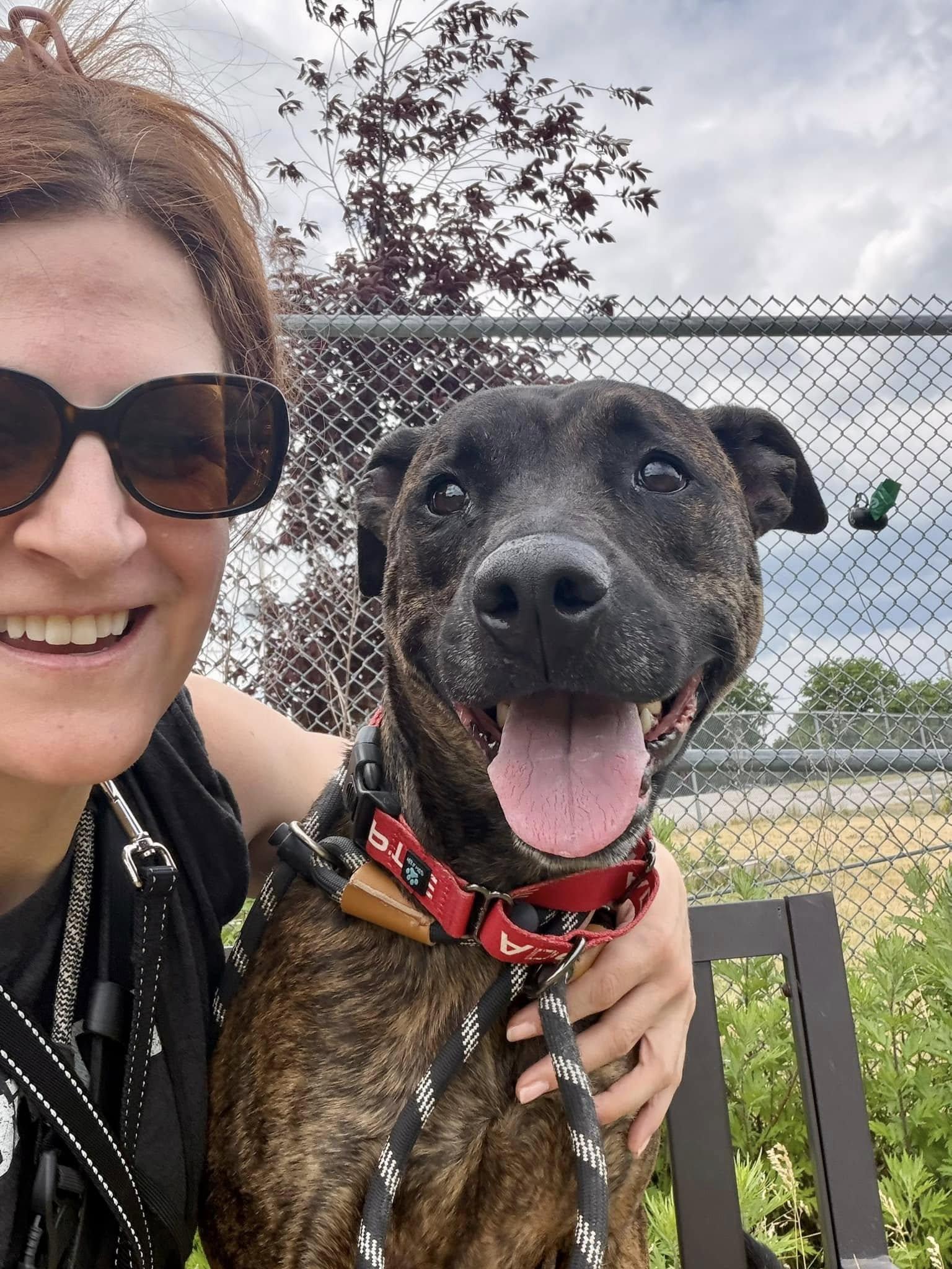 Stewie, adoptable, Young Male Terrier & Pit Bull Terrier.