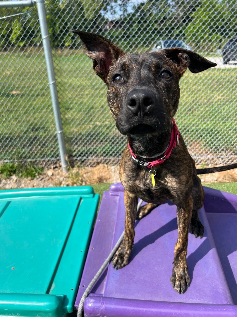 Enlarge Stewie, an adoptable mixed breed in Cleveland, OH image 2/6