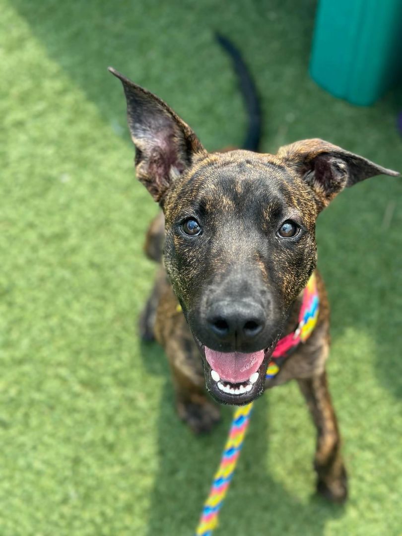 Enlarge Stewie, an adoptable mixed breed in Cleveland, OH image 4/6