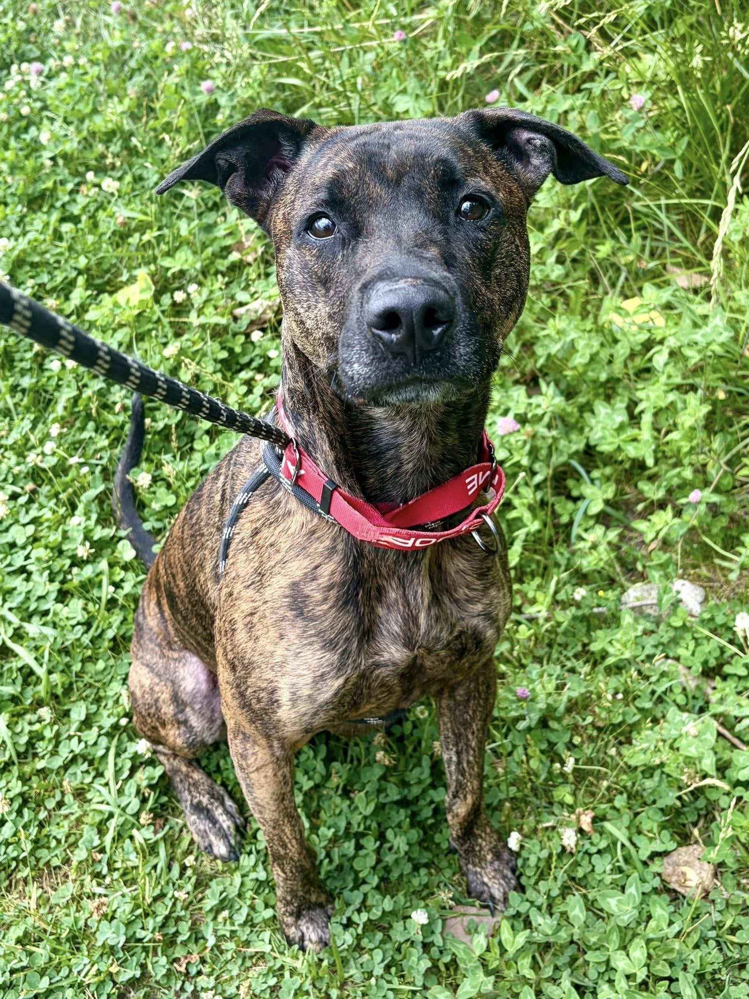 Enlarge Stewie, an adoptable mixed breed in Cleveland, OH image 6/6