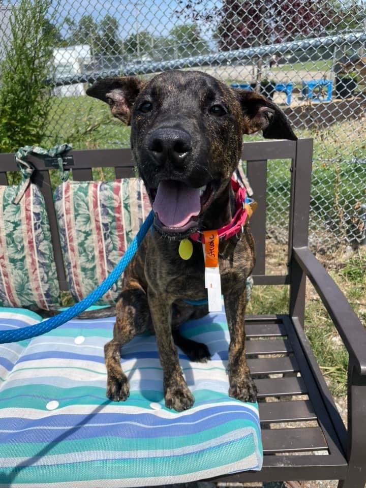 Enlarge Stewie, an adoptable mixed breed in Cleveland, OH image 5/6