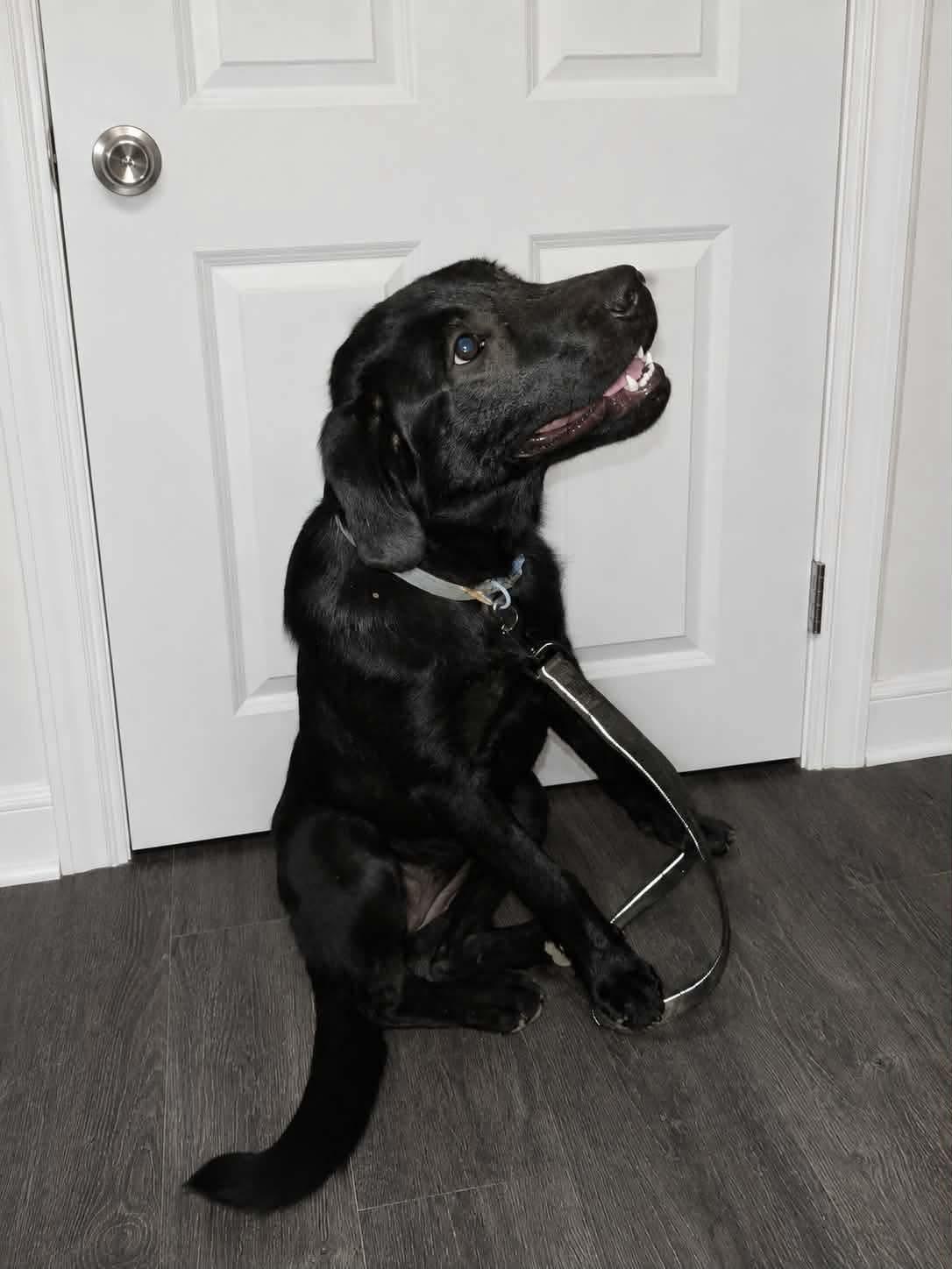 Raven (2.0), Adoptable, Young Female Labrador Retriever.