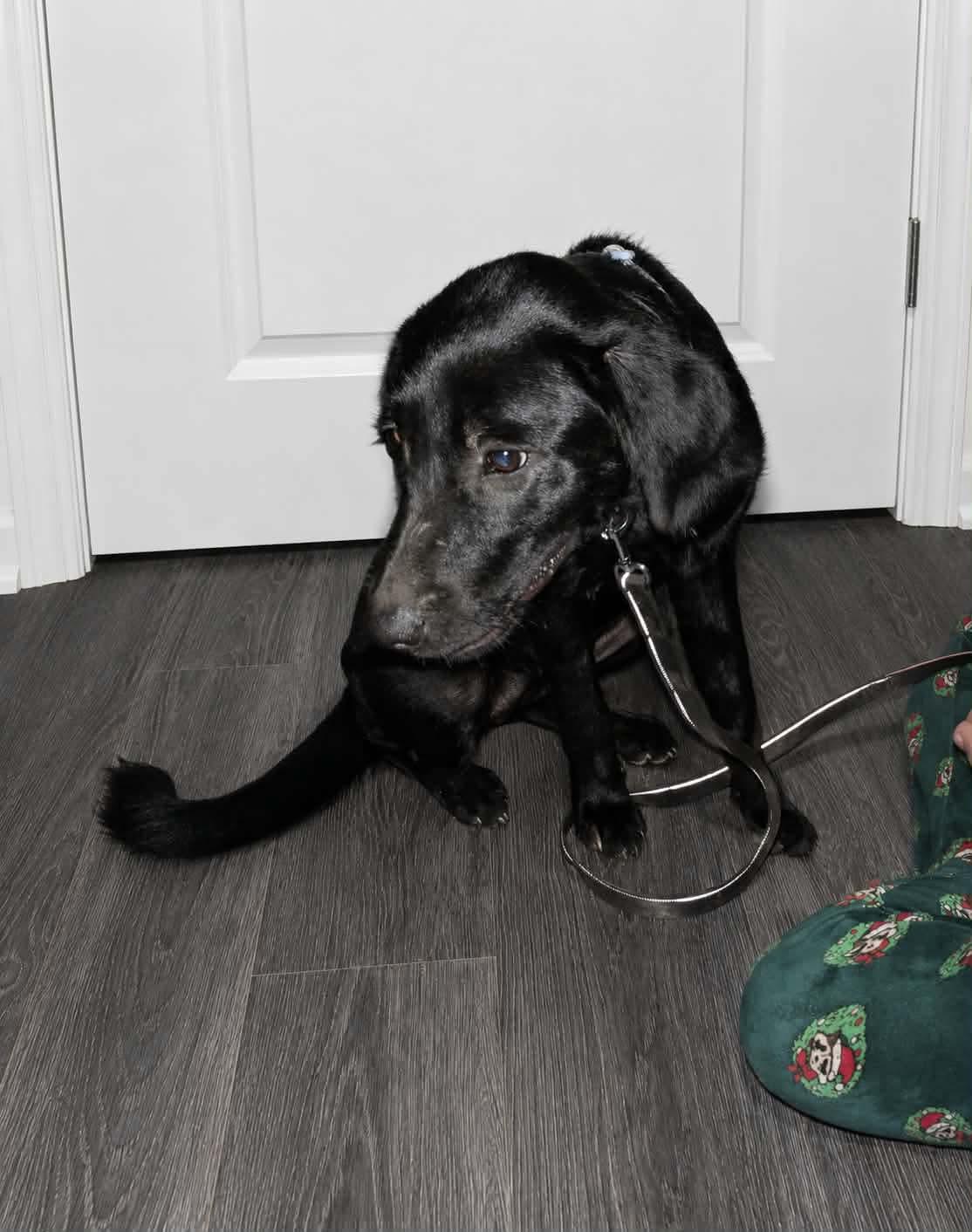 Enlarge Raven (2.0), a Adoptable Labrador Retriever in Bloomfield Hills, MI image 2/2