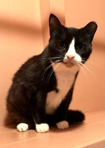BABY, Adoptable, Senior Female American Shorthair.
