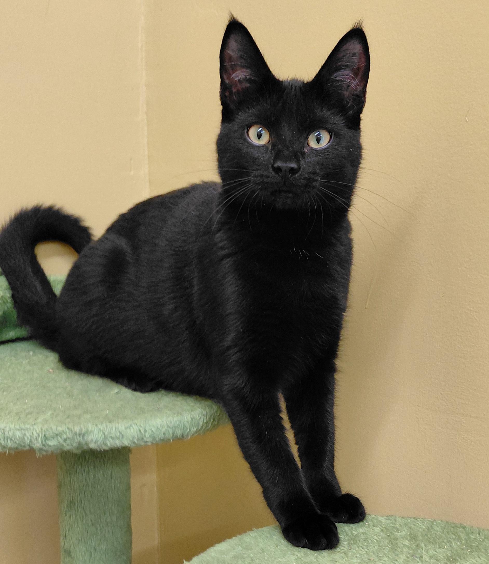 Enlarge Snickers, a Adoptable Domestic Short Hair in Eugene, OR image 2/5