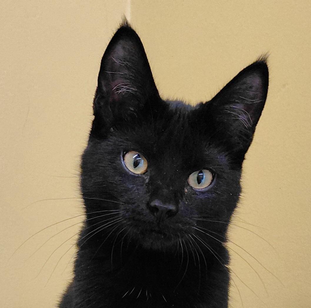 Enlarge Snickers, a Adoptable Domestic Short Hair in Eugene, OR image 1/5