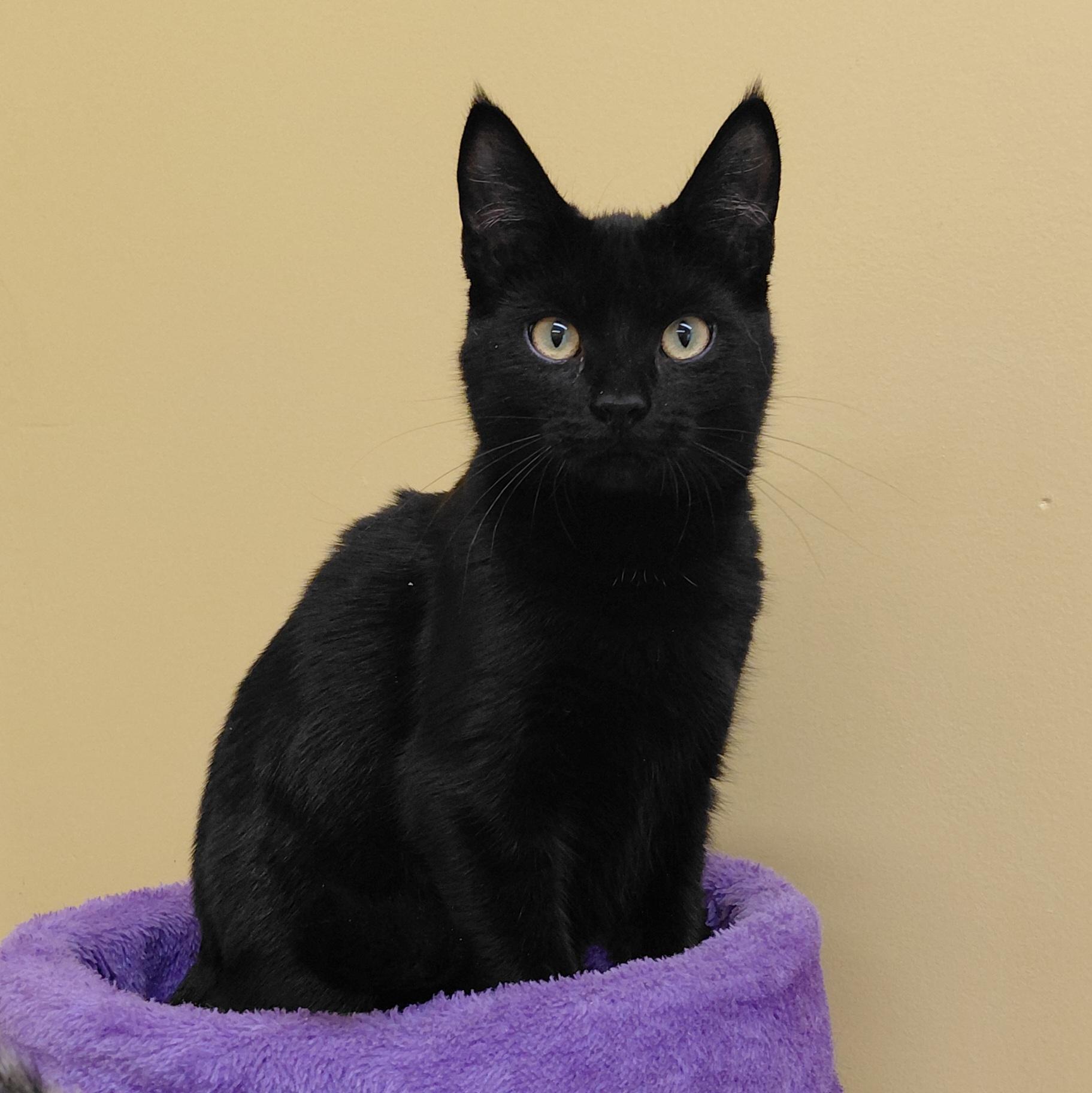 Enlarge Snickers, a Adoptable Domestic Short Hair in Eugene, OR image 4/5