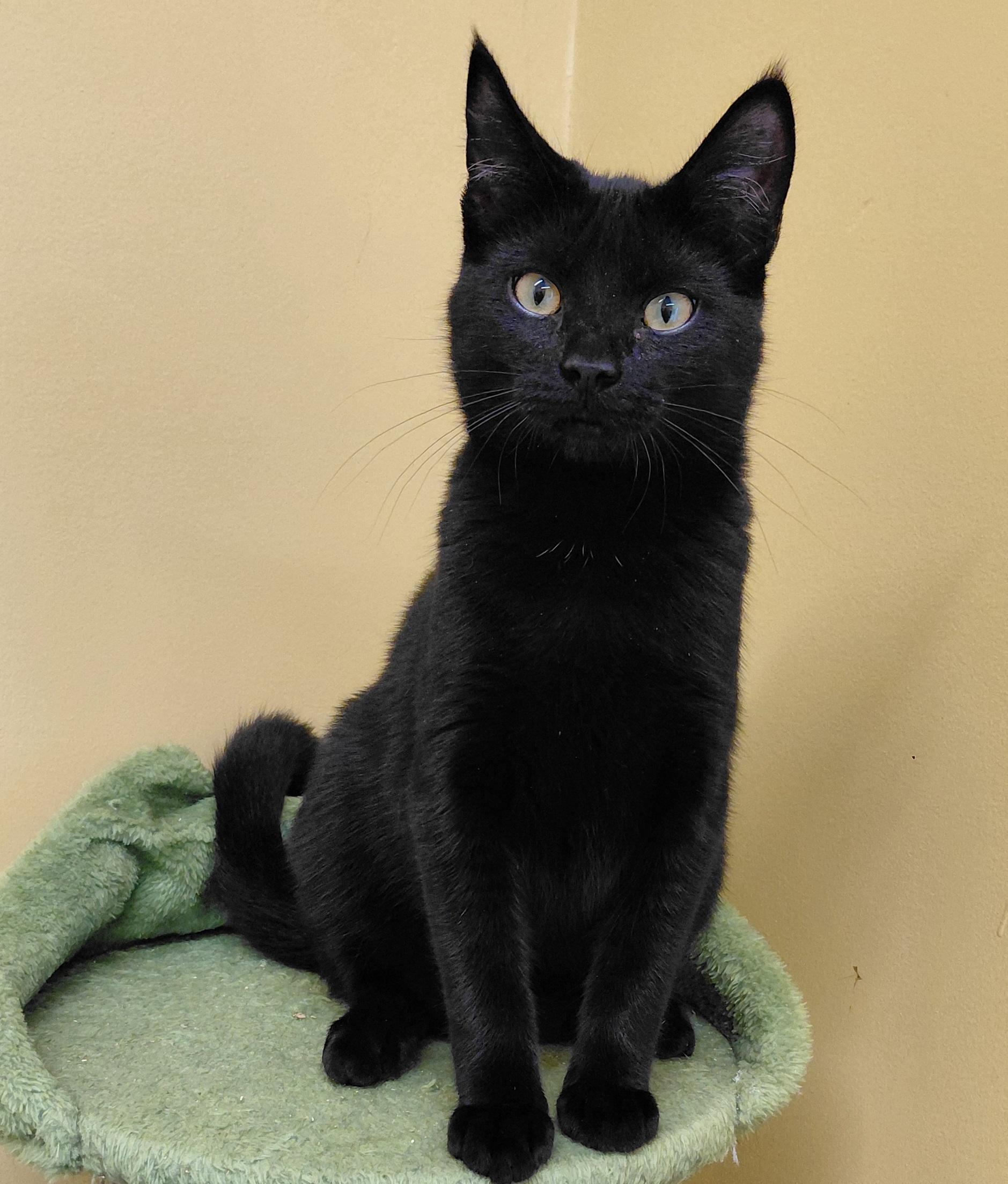 Enlarge Snickers, a Adoptable Domestic Short Hair in Eugene, OR image 3/5