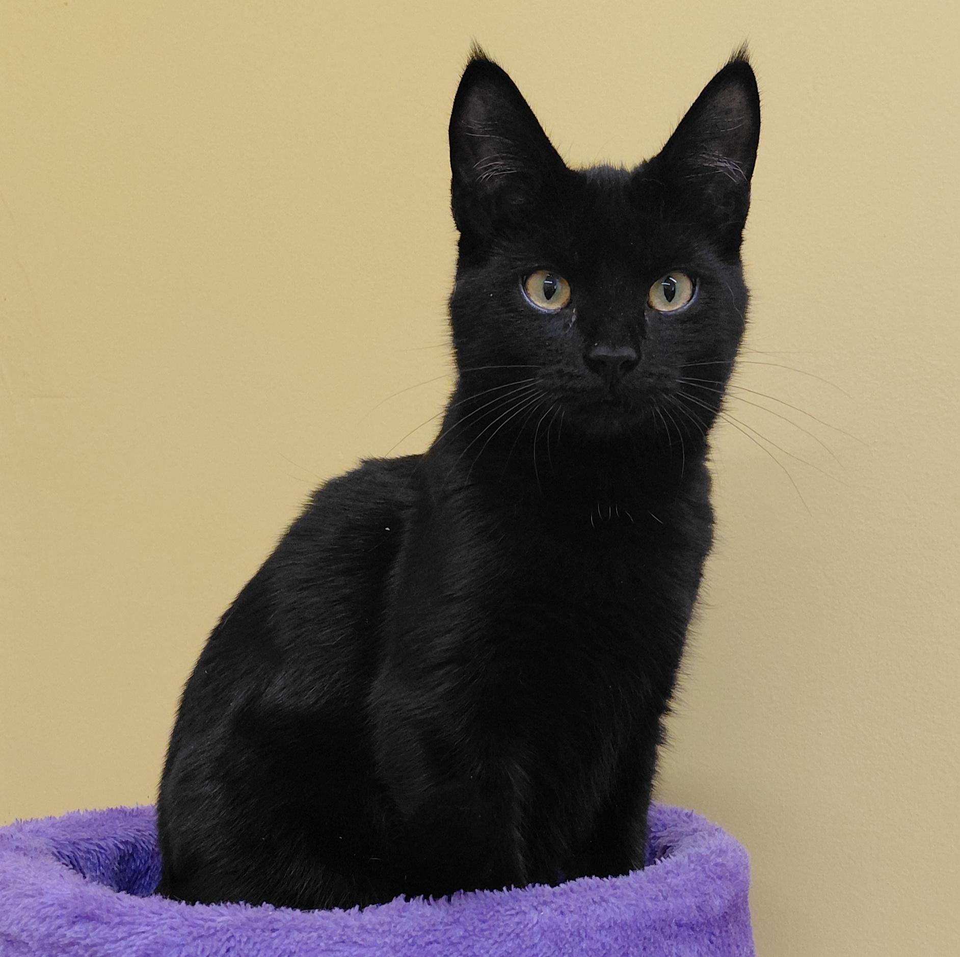 Enlarge Snickers, a Adoptable Domestic Short Hair in Eugene, OR image 5/5