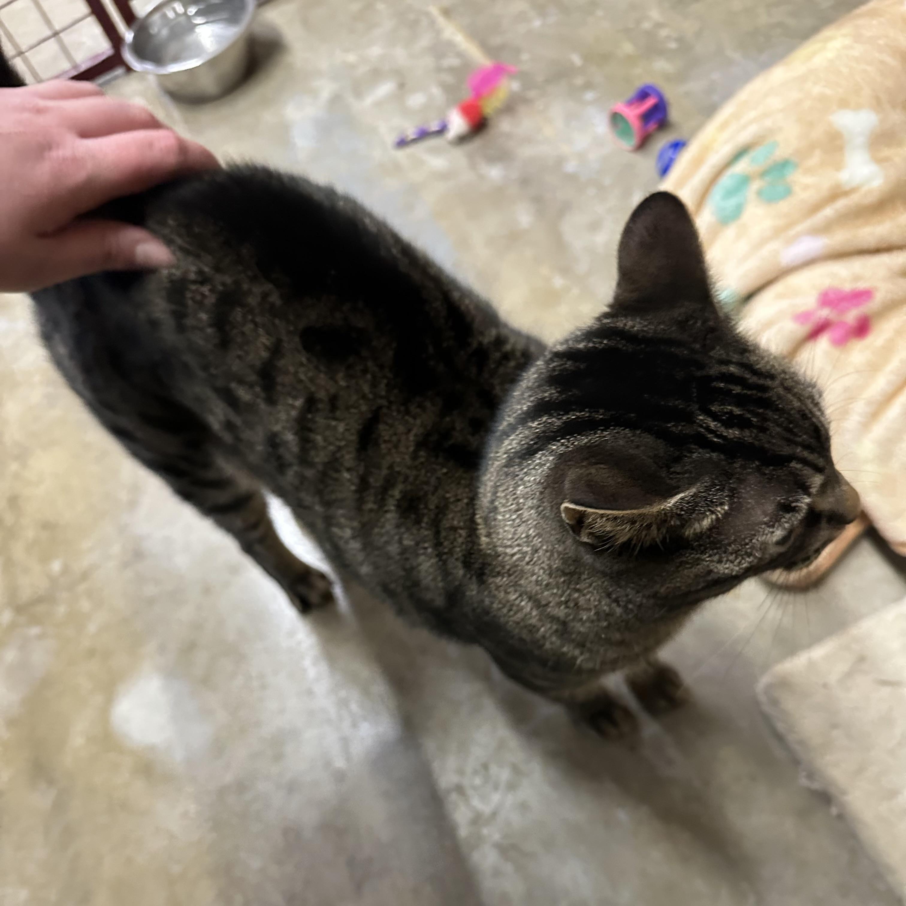 Enlarge Maxine, a ADOPTABLE Domestic Short Hair in Trenton, MO image 2/3