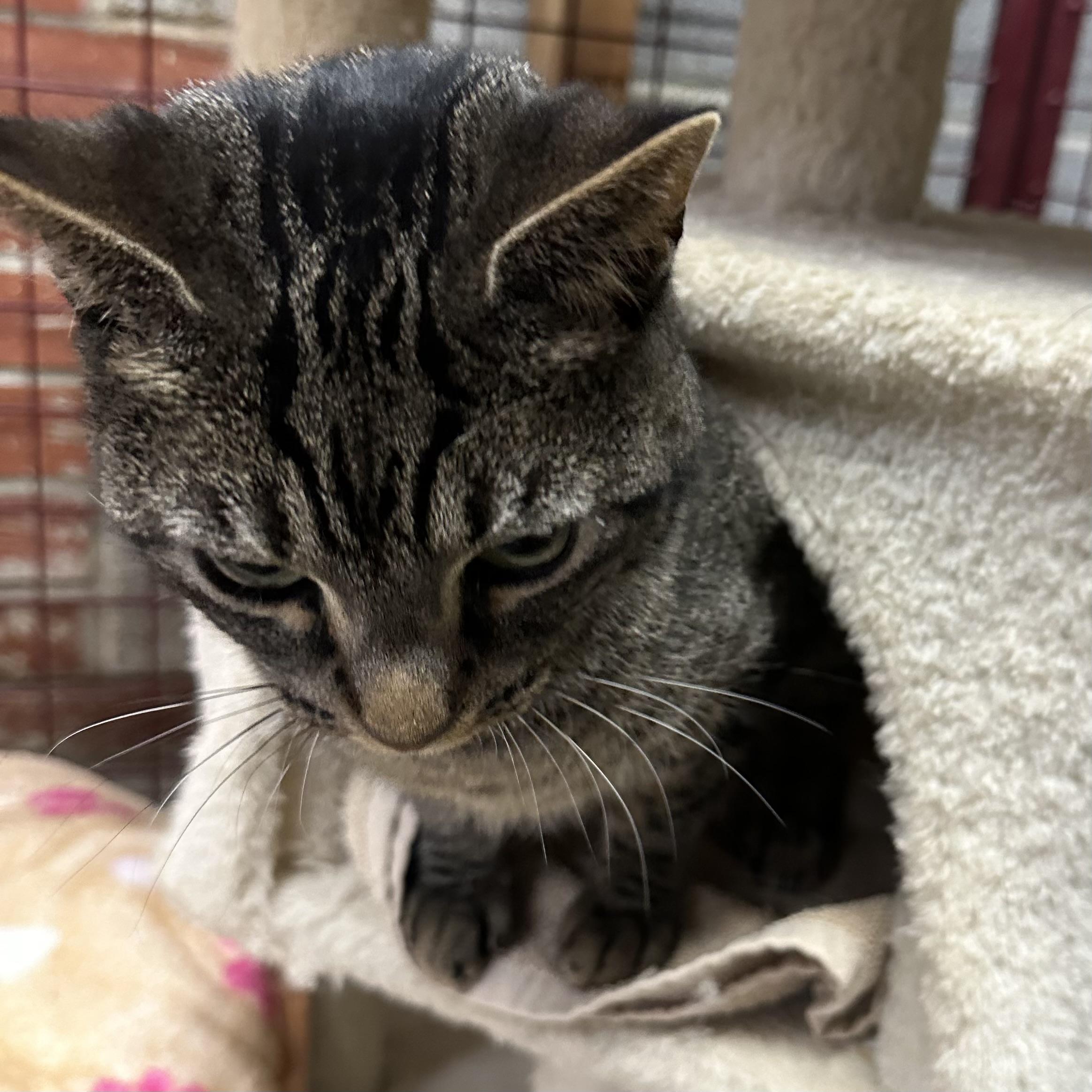 Enlarge Maxine, a ADOPTABLE Domestic Short Hair in Trenton, MO image 3/3