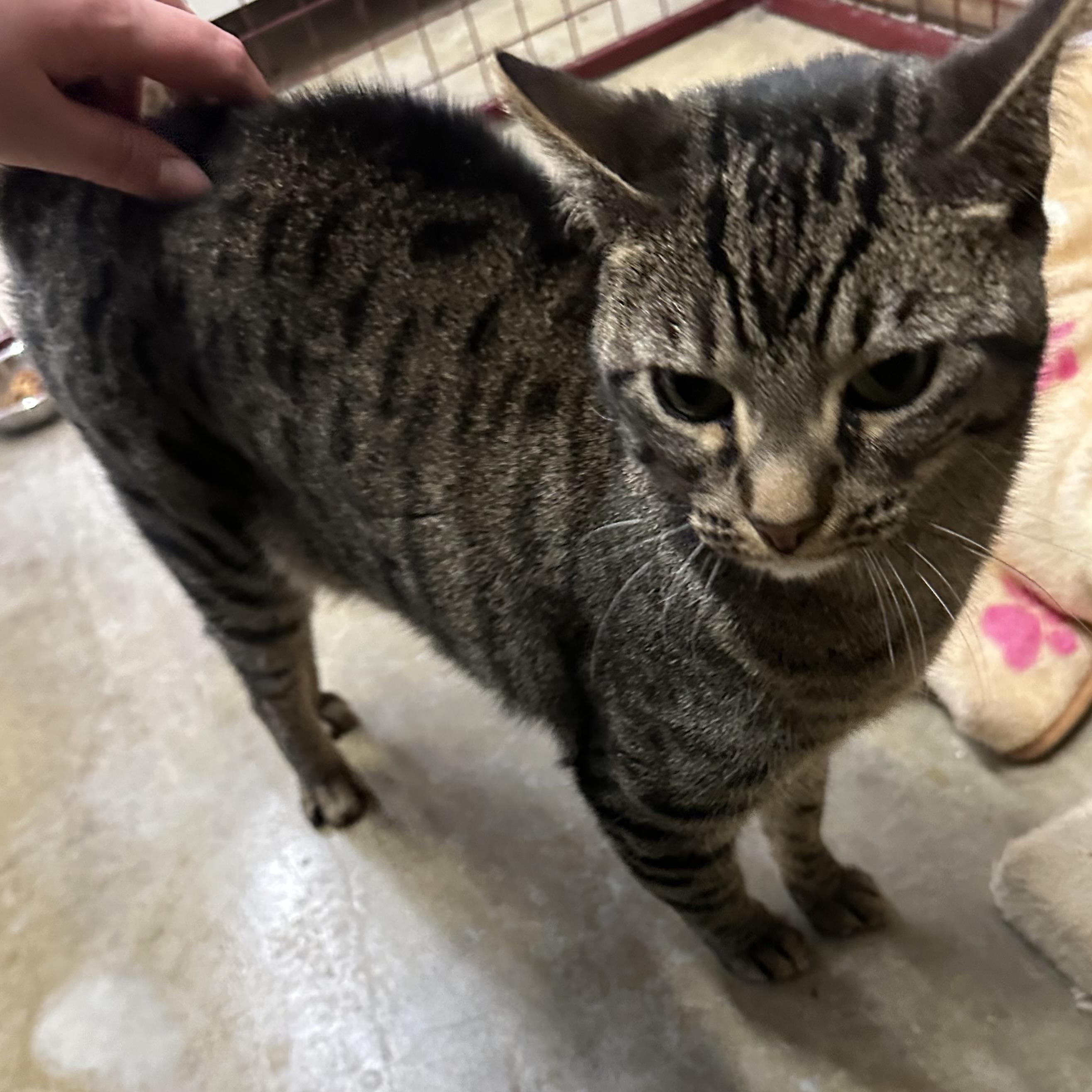 Maxine, ADOPTABLE, Adult Female Domestic Short Hair.