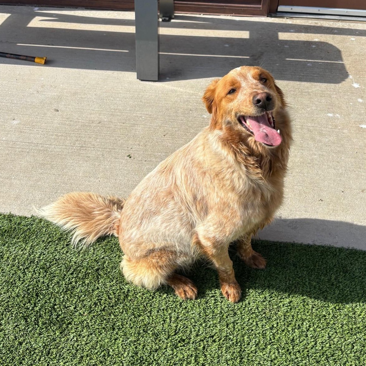 Enlarge Bingo, an adopted mixed breed in Sachse, TX image 1/4