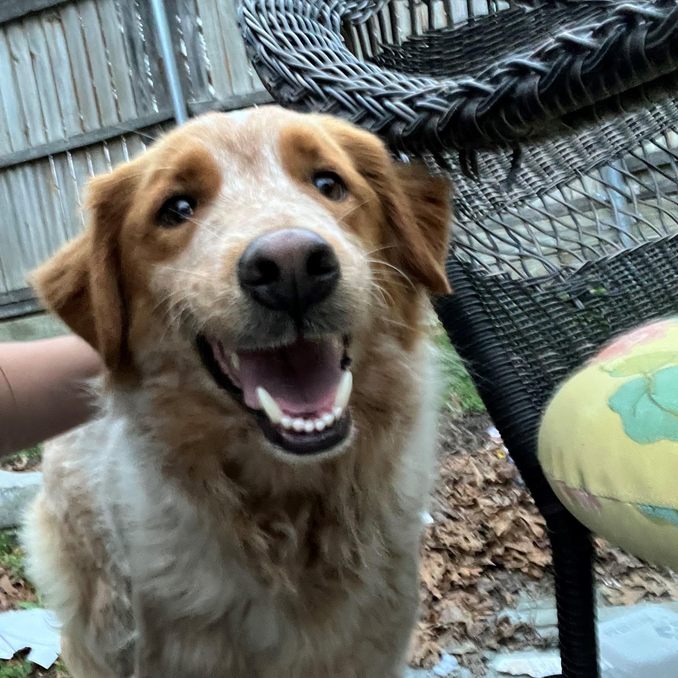 Enlarge Bingo, an adopted mixed breed in Sachse, TX image 3/4