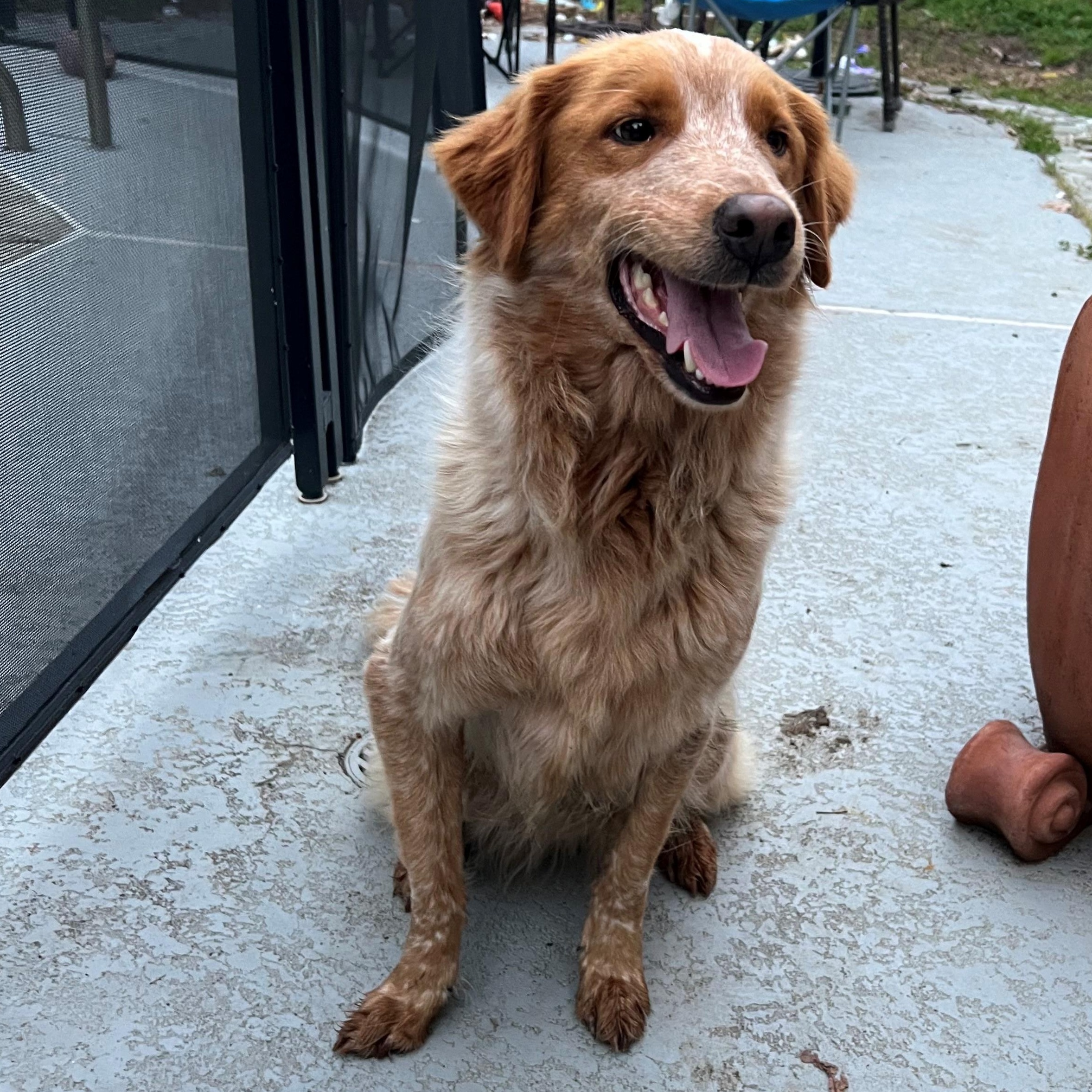 Enlarge Bingo, an adopted mixed breed in Sachse, TX image 2/4