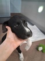 Enlarge Cassie, an adopted Mixed Breed in Commerce, TX image 2/2