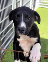 Enlarge Cassie, an adopted Mixed Breed in Commerce, TX image 1/2