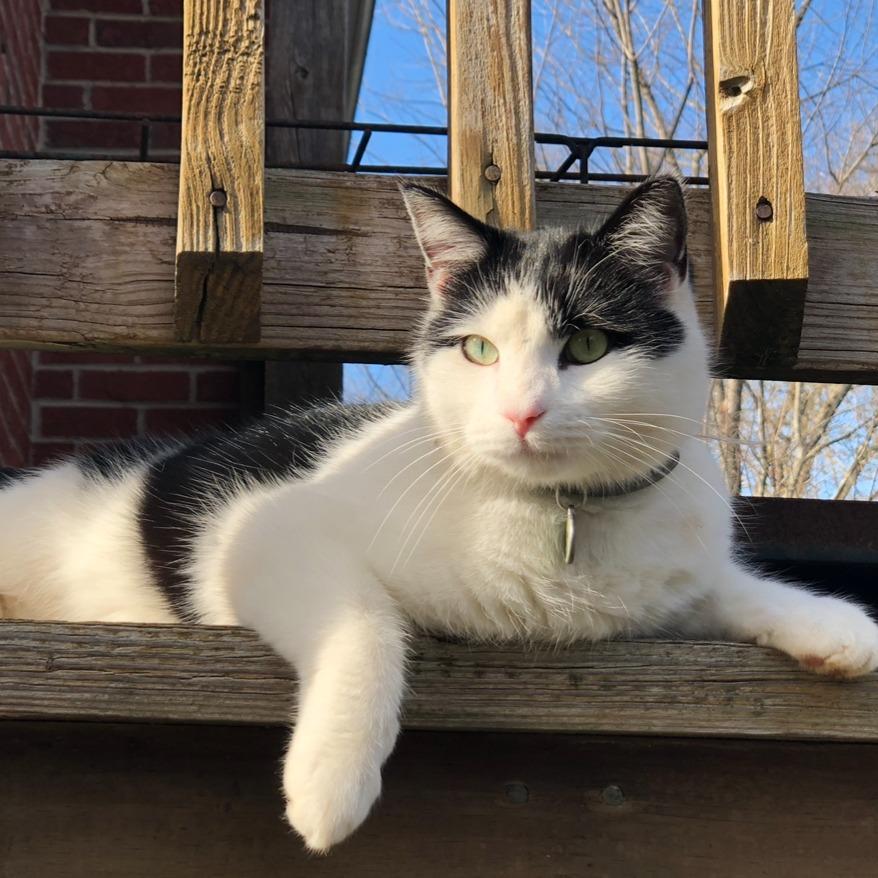 Mushu, Adoptable, Senior Male Domestic Medium Hair.
