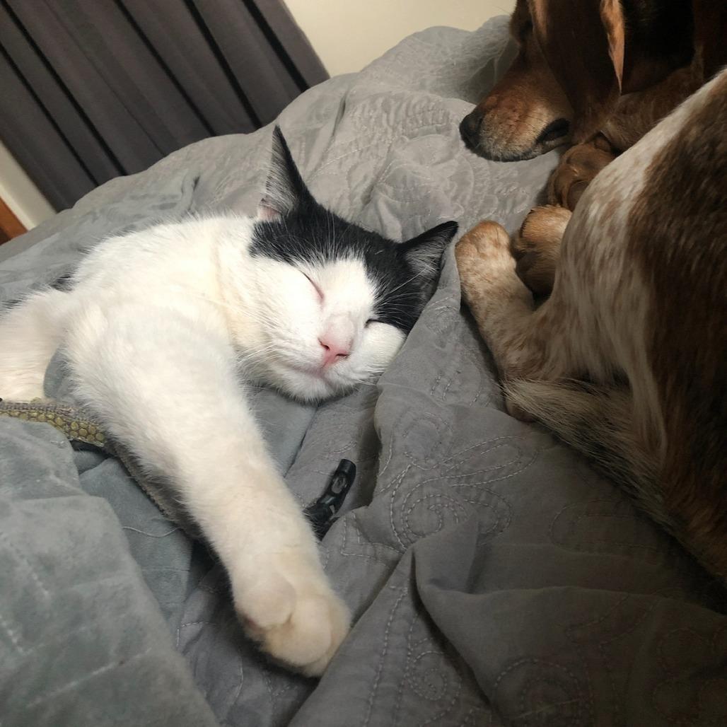 Mushu, a Adoptable Domestic Medium Hair in Roanoke, VA image 4/6