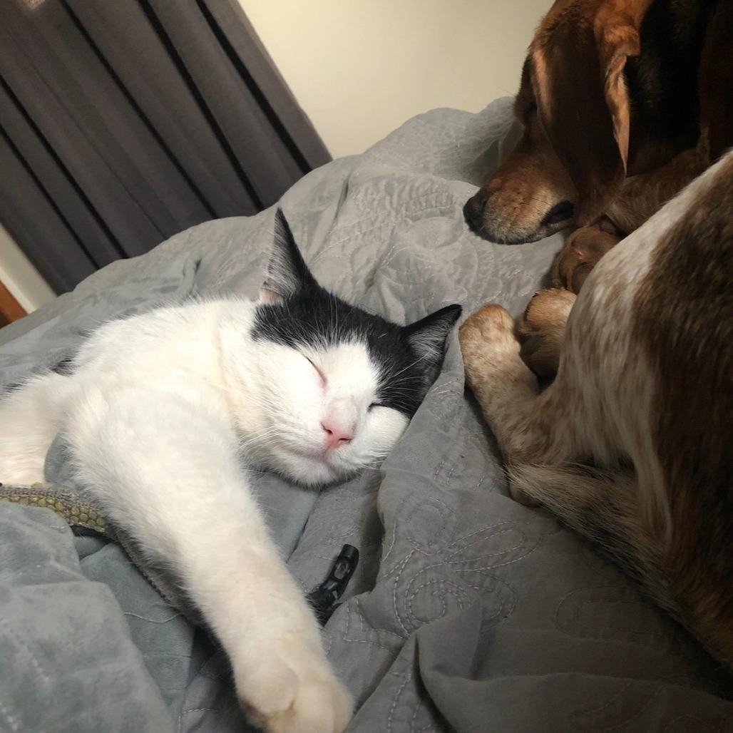Mushu, a Adoptable Domestic Medium Hair in Roanoke, VA image 5/6