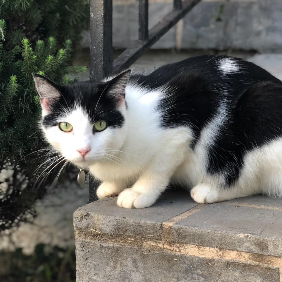 Mushu, a Adoptable Domestic Medium Hair in Roanoke, VA image 6/6