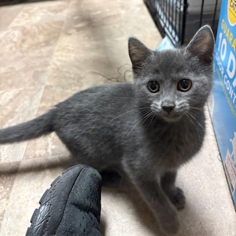Lilith, ADOPTABLE, Kitten Female Domestic Short Hair.
