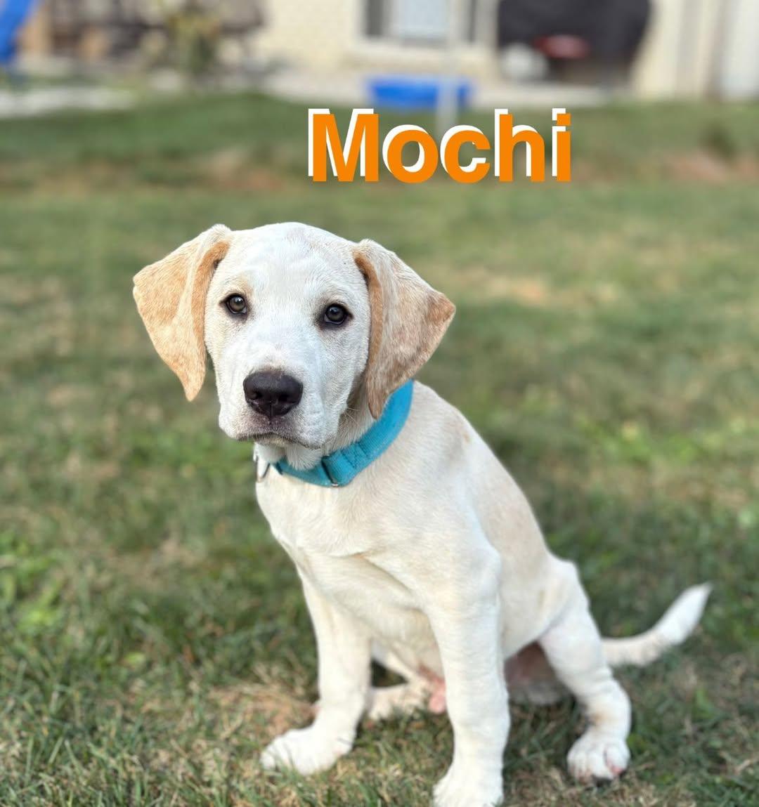 Mochi