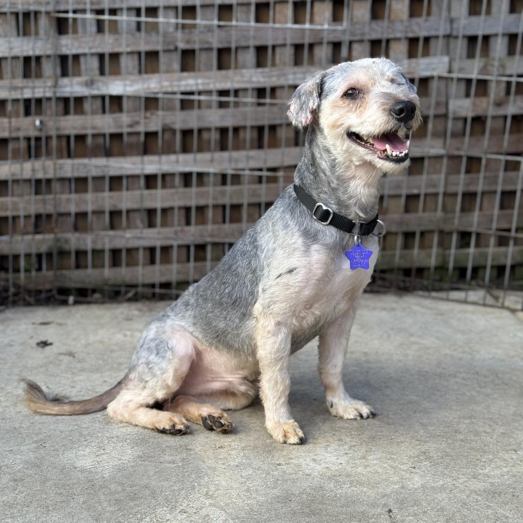 Nelson Mandela, Adoptable, Young Male Mixed Breed.