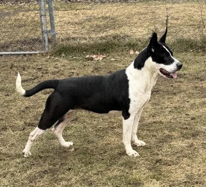 Enlarge Leia, a ADOPTABLE mixed breed in Potsdam, NY image 2/3
