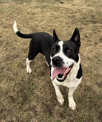 Enlarge Leia, a ADOPTABLE mixed breed in Potsdam, NY image 3/3