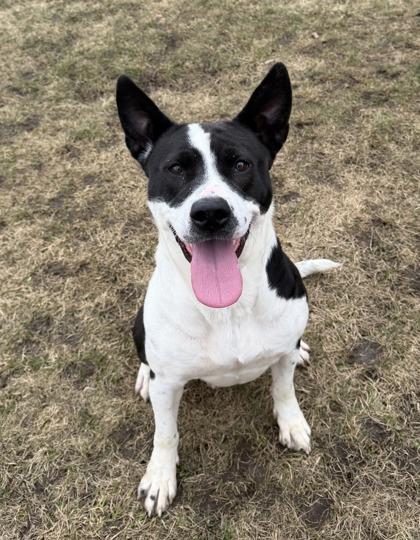 Leia, ADOPTABLE, Adult Female Pit Bull Terrier.