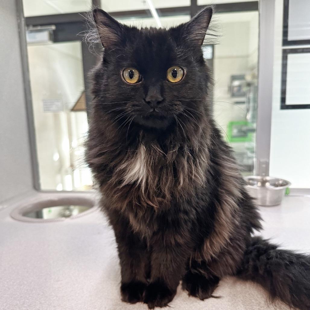 Enlarge Stella, a Adoptable Domestic Short Hair in Hailey, ID image 1/5