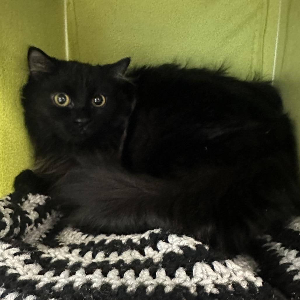 Enlarge Stella, a Adoptable Domestic Short Hair in Hailey, ID image 2/5