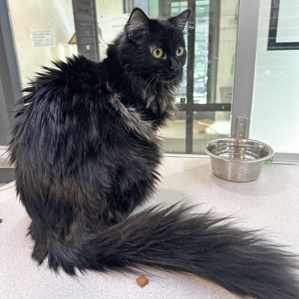 Enlarge Stella, a Adoptable Domestic Short Hair in Hailey, ID image 3/5